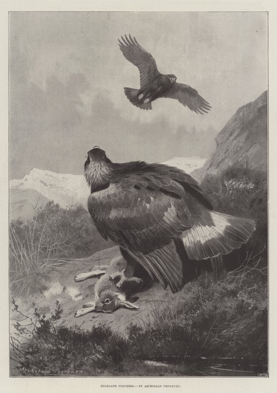 Highland Poachers af Archibald Thorburn