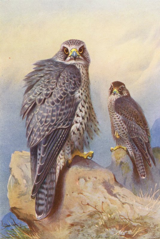 Islandsfalken, Gyrfalken (farvelitografi) af Archibald Thorburn