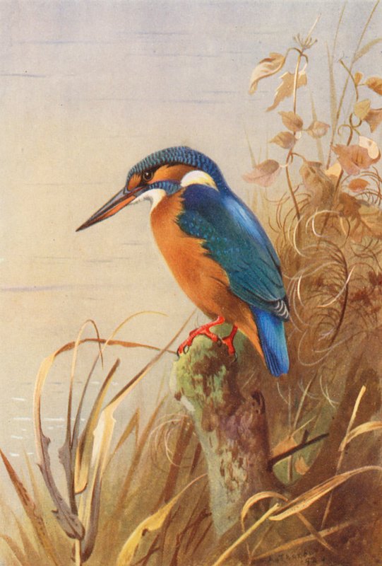 Kingfisher (farvelitografi) af Archibald Thorburn