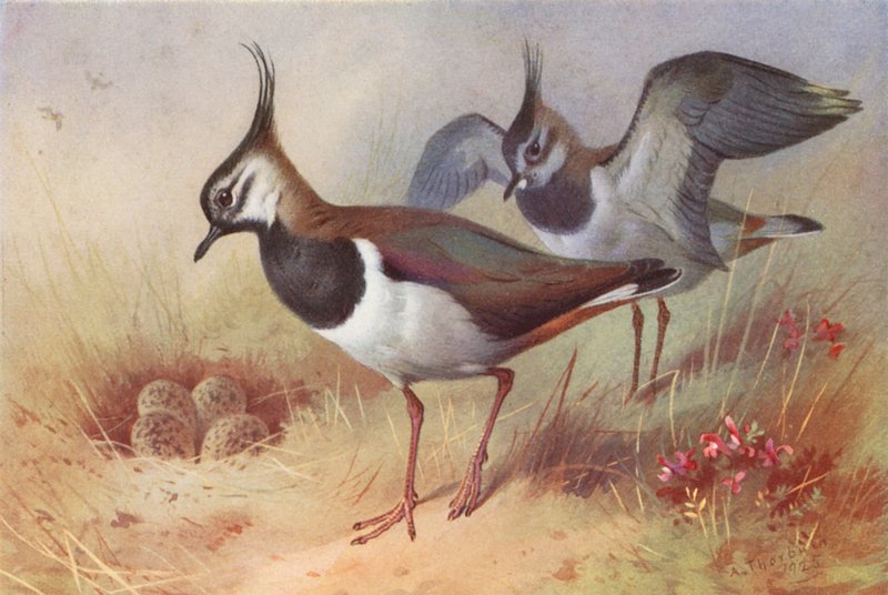 Viben (han og hun) (farvelitografi) af Archibald Thorburn