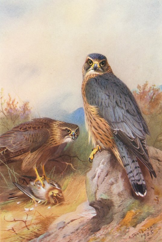 Merlin (farvelitografi) af Archibald Thorburn