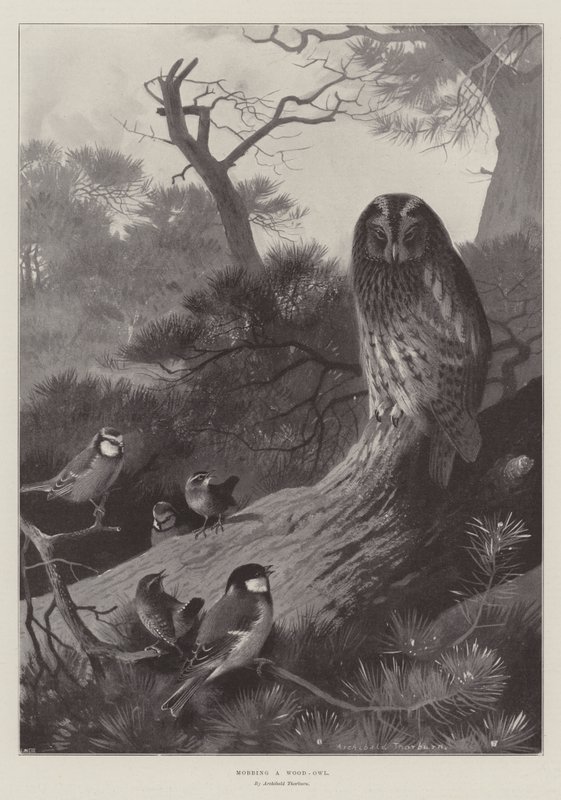 Mobber en Skov-ugle af Archibald Thorburn