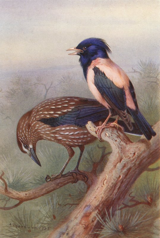 Nøddeknækker, rosenfarvet stær (farvelitografi) af Archibald Thorburn