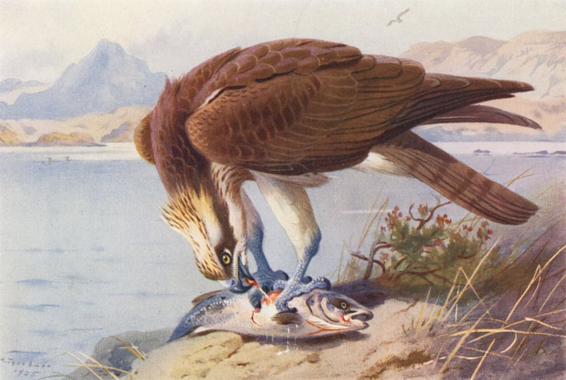Fiskeørn (farvelitografi) af Archibald Thorburn