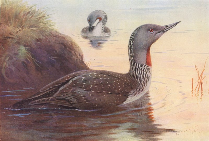 Rødstrubet lom (farvelitografi) af Archibald Thorburn