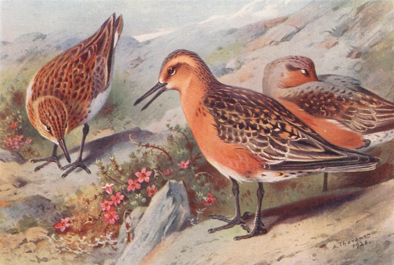 Sandløber (sommer), Knopsvane (sommer) (farvelitografi) af Archibald Thorburn