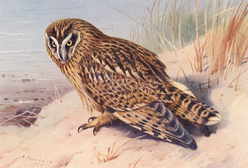 Kortøret ugle (farvelitografi) af Archibald Thorburn