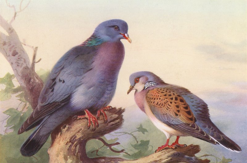 Stock-Dove, Turtle-Dove (farvelitografi) af Archibald Thorburn