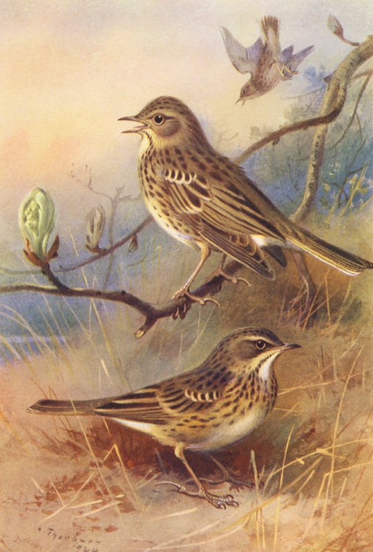 Tree-Pipit, Meadow-Pipit (farvelitografi) af Archibald Thorburn