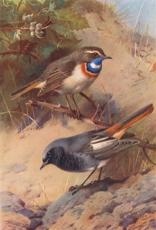 Hvidplettet blåhals, sort rødstjert (farvelitografi) af Archibald Thorburn