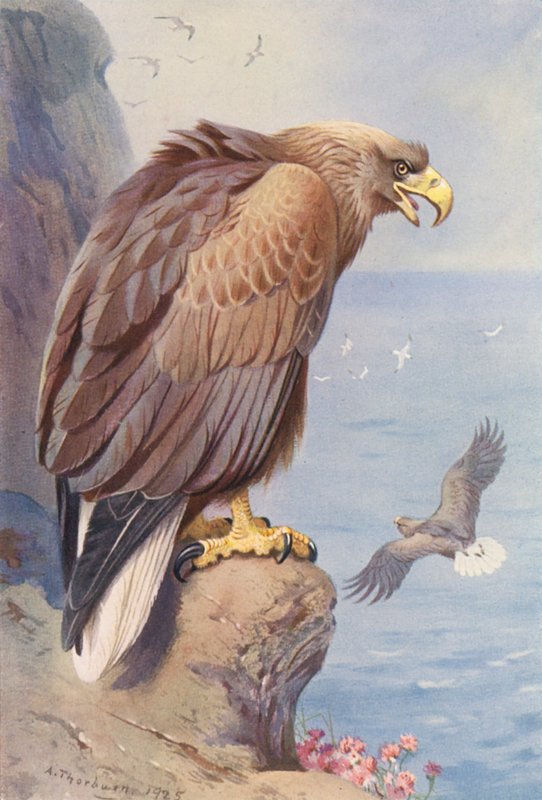 Hvidhalet ørn (farvelitografi) af Archibald Thorburn