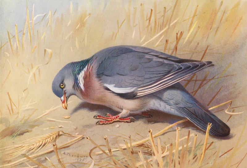 Trædue (farvelitografi) af Archibald Thorburn