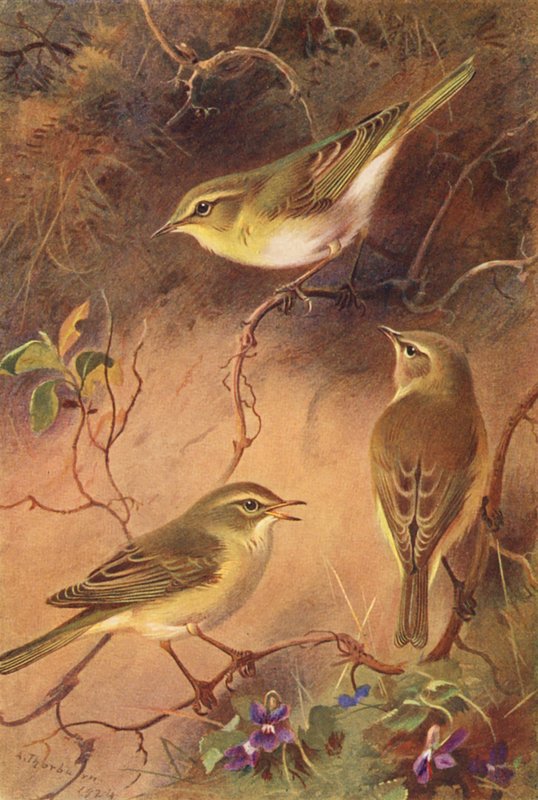 Gærdesmutte, pilegærdesmutte, gransanger (farvelitografi) af Archibald Thorburn