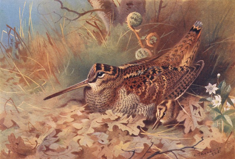 Skovsneppe (farvelitografi) af Archibald Thorburn