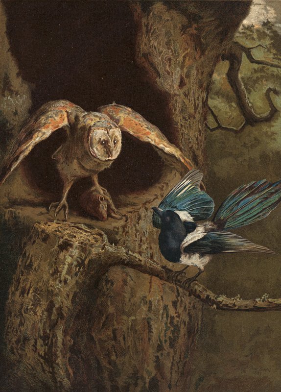 Vid og visdom af Arthur Charles Dodd