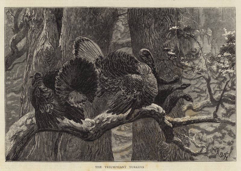 De triumferende kalkuner af Arthur Boyd Houghton