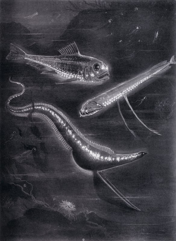 Selvlysende fisk (litho) af Arthur Twidle