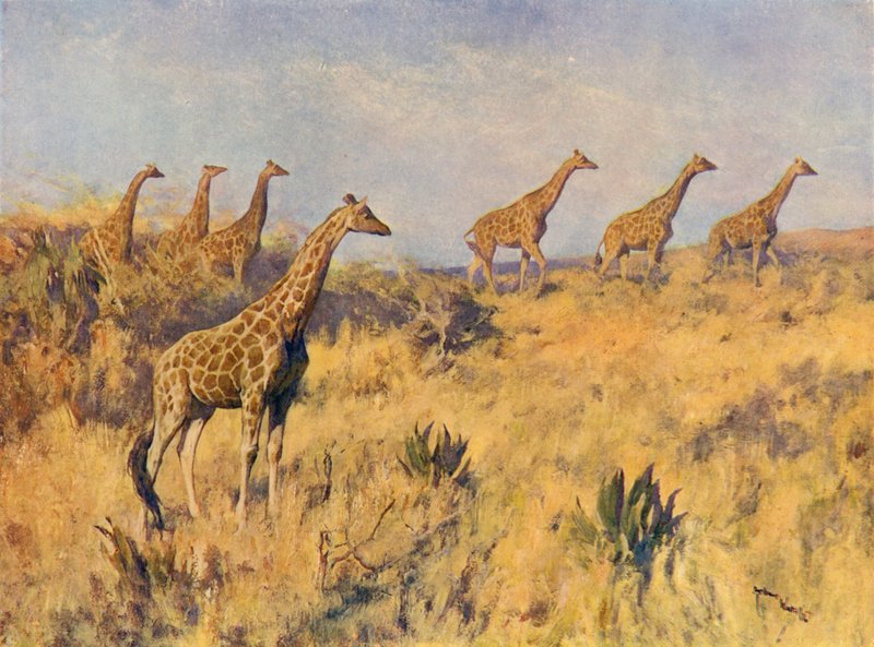 En trop af giraffer (farve litho) af Arthur Wardle