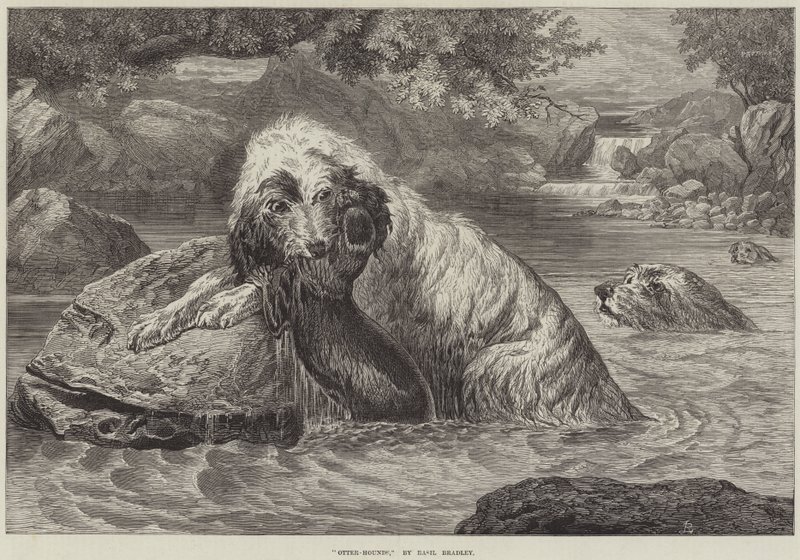 Otter-Hounds af Basil Bradley
