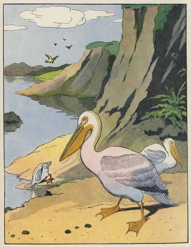 Pelikaner af Benjamin Rabier