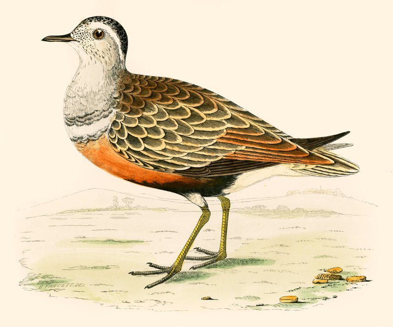 Dotterel af Beverley R. Morris