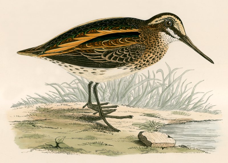 Jack Snipe af Beverley R. Morris