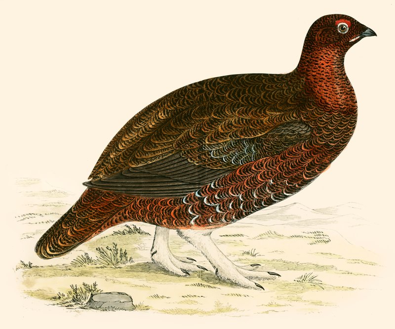 Rød Rype af Beverley R. Morris