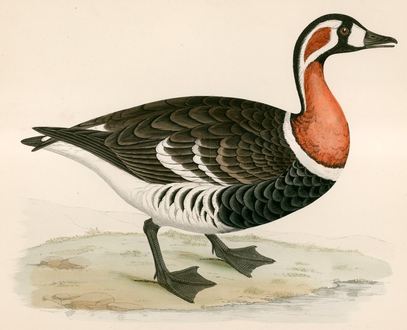 Rødbrystet gås af Beverley R. Morris