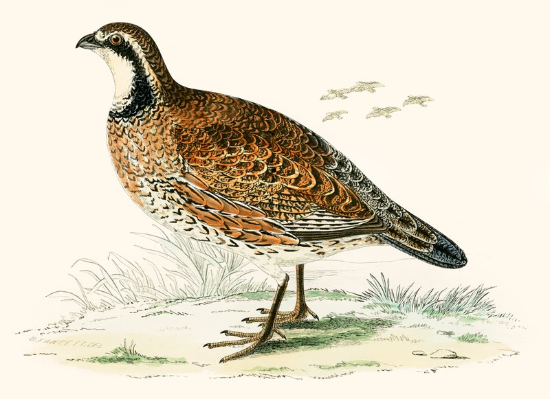 Virginian Agerhøne af Beverley R. Morris