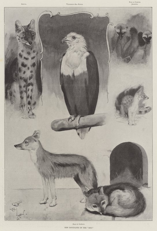 Nye beboere i Zoologisk Have af Cecil Charles Windsor Aldin