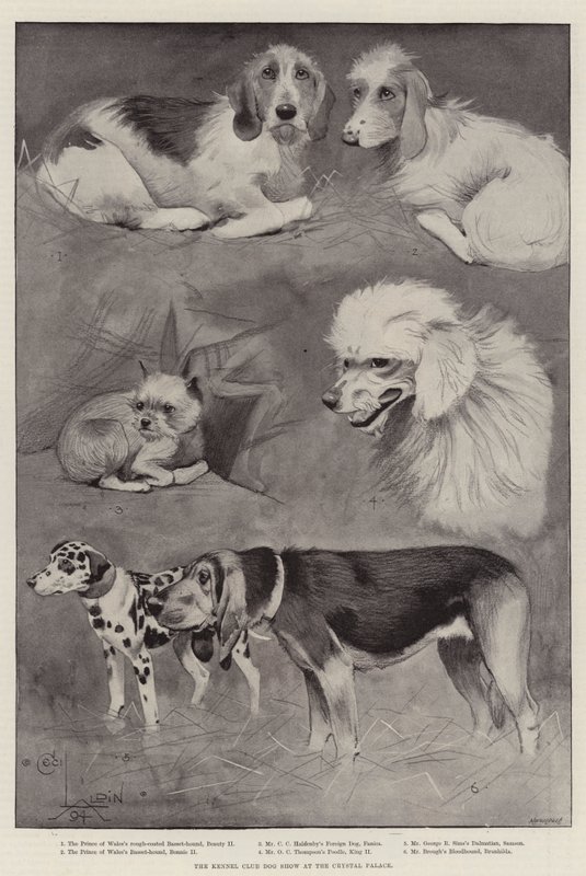 Kennelklubbens hundeudstilling i Crystal Palace af Cecil Charles Windsor Aldin