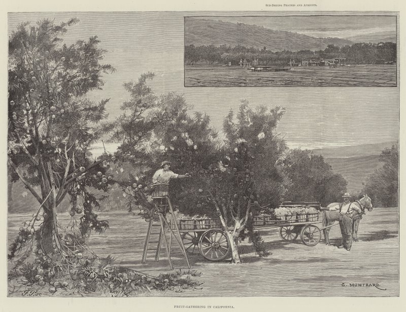 Frugtindsamling i Californien af Charles Auguste Loye