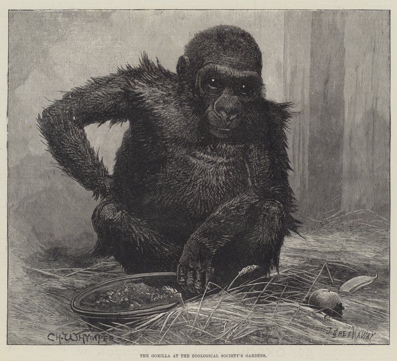 Gorillaen ved Zoologisk Selskabs Have af Charles Whymper