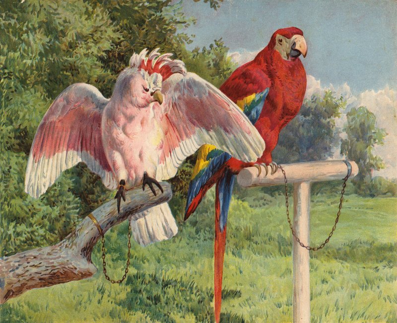 Kakadu og ara (chromolitho) af Charles Collins