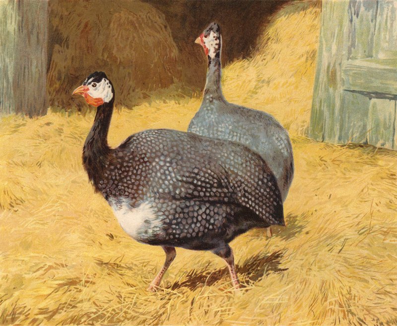 Perlehøns (chromolitho) af Charles Collins