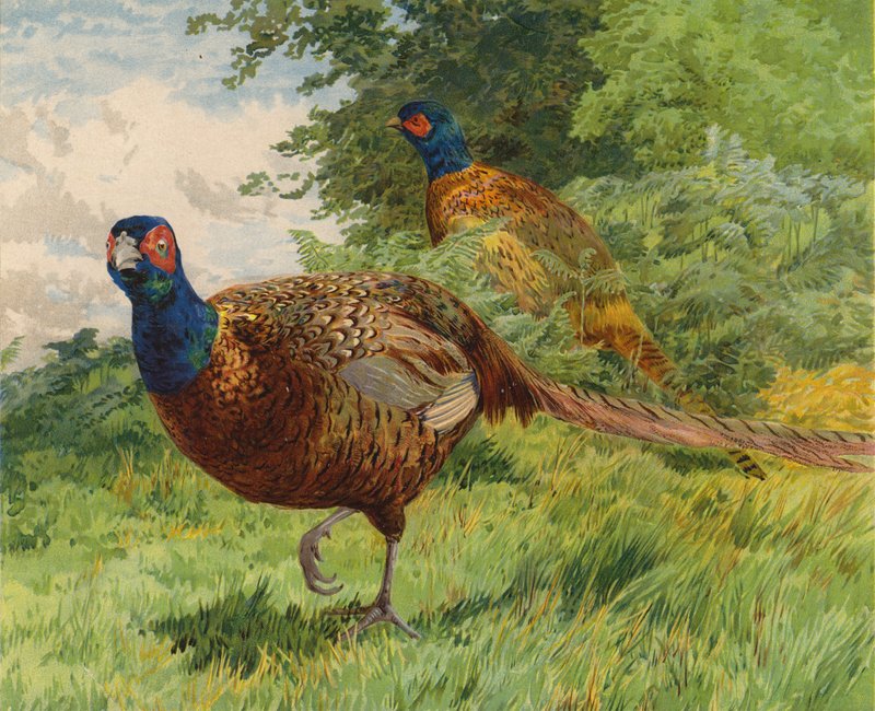 Fasaner (chromolitho) af Charles Collins