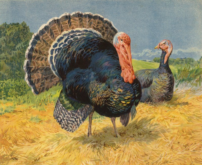 Kalkuner (chromolitho) af Charles Collins