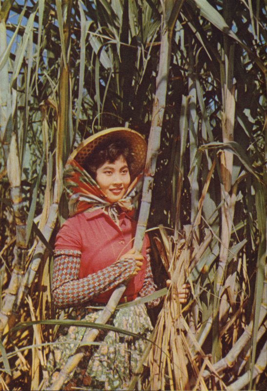 Taiwan: Rørsukker af Chinese Photographer