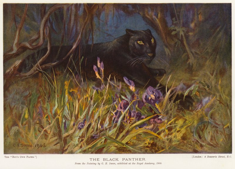 Den sorte panter (farve litho) af Cuthbert Edmund Swan