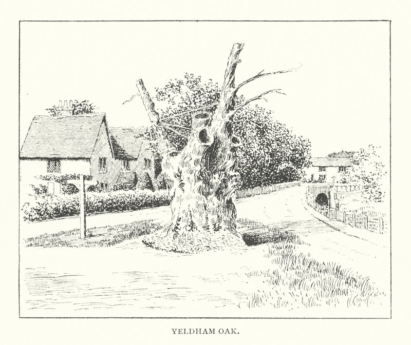 Yeldham Oak (litografi) af Duncan Moul