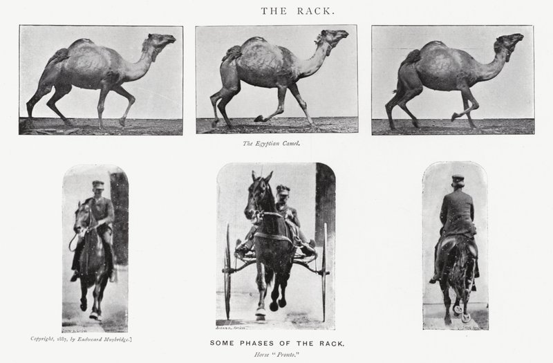 Eadweard Muybridge: The Rack af Eadweard Muybridge