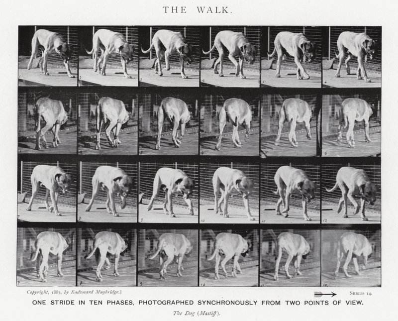 Eadweard Muybridge: The Walk (s/h foto) af Eadweard Muybridge