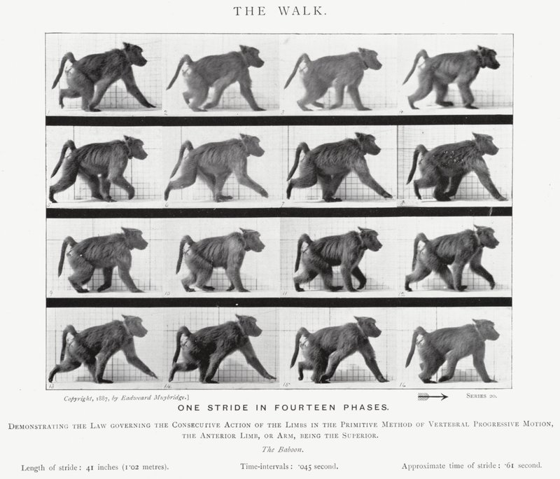 Eadweard Muybridge: The Walk (s/h foto) af Eadweard Muybridge