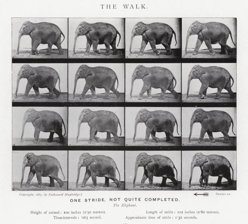 Eadweard Muybridge: The Walk af Eadweard Muybridge