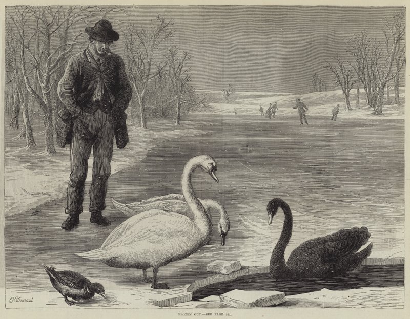 Frosset ud af Ebenezer Newman Downard