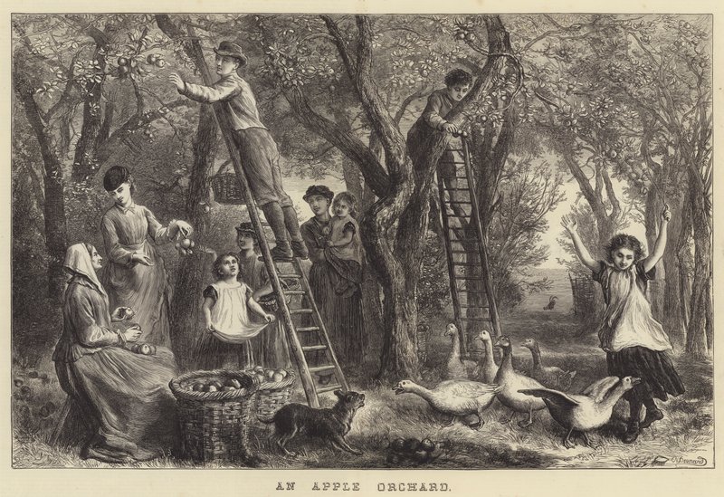 En æbleplantage (gravering) af Ebenezer Newman Downard