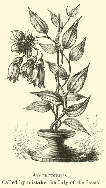 Alstroemeria, ved en fejl kaldet Inkaernes Lilje af Edouard Riou