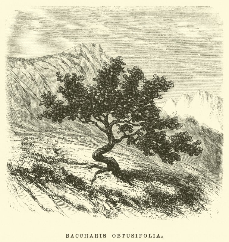 Baccharis obtusifolia af Edouard Riou