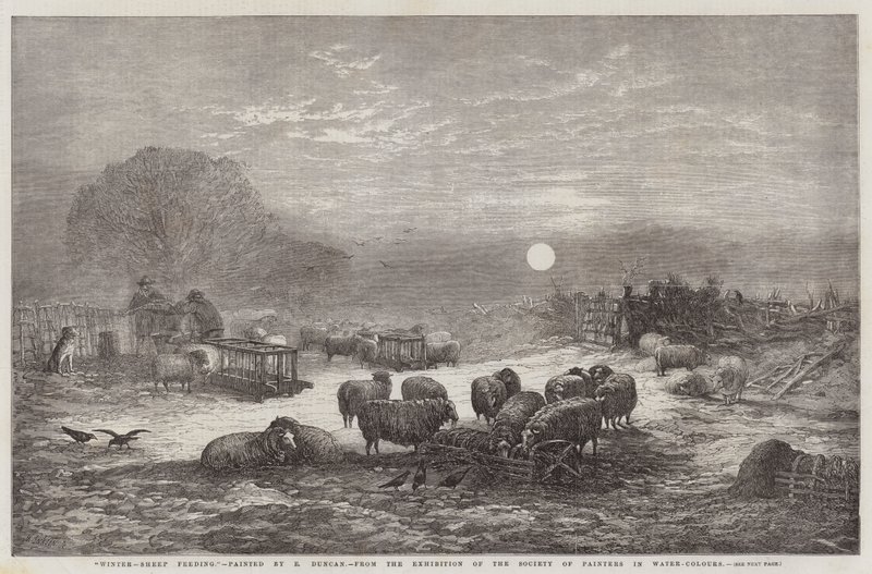 Vinter, Fårene fodrer, fra udstillingen af Society of Painters in Water-Colours af Edward Duncan