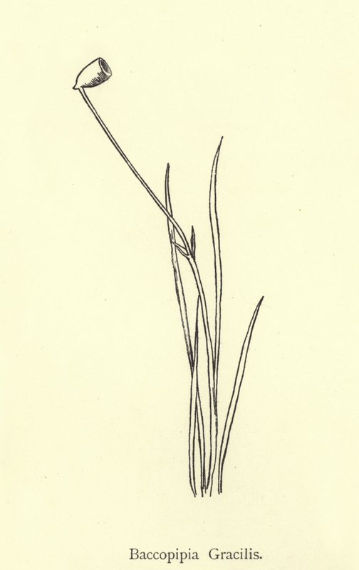 Baccopipia Gracilis af Edward Lear